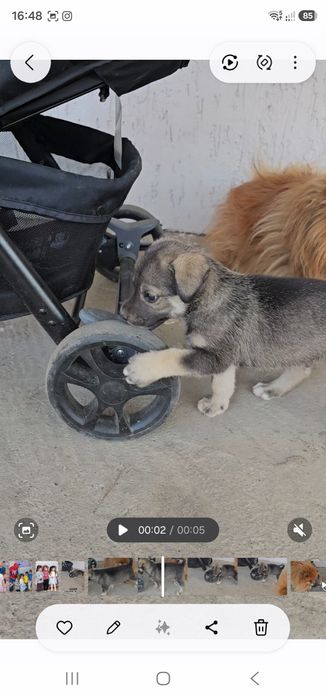 Щенок мальчик отдам