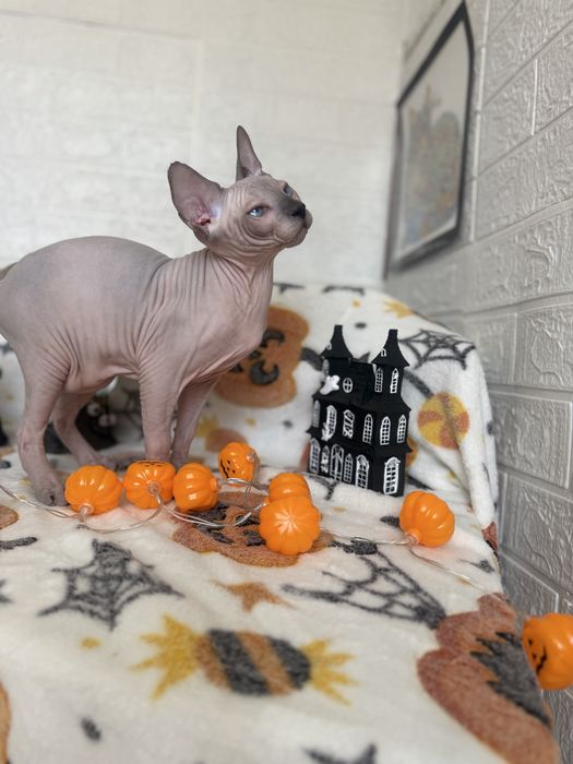 Baietel Sphynx blue point pedigree teste