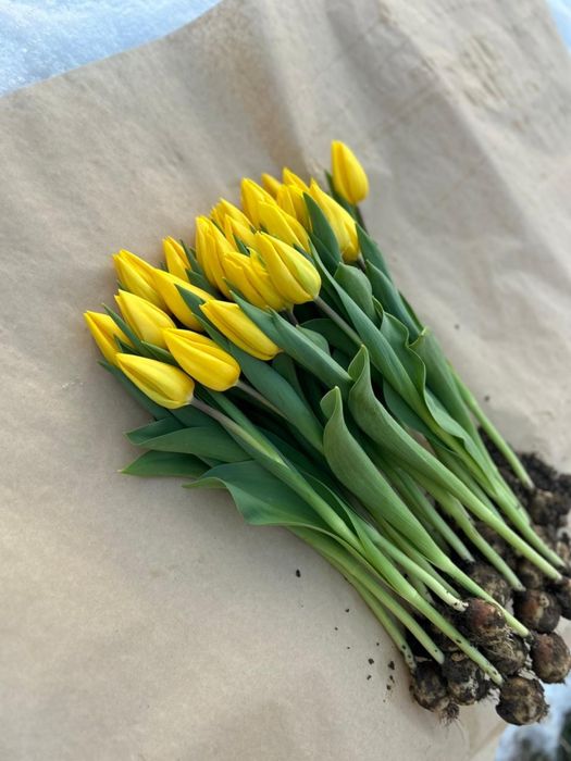 Свежие букеты из тюльпанов