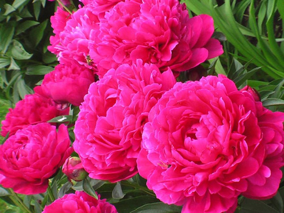 Пион канзас фото отзывы Пион канзас фото отзывы