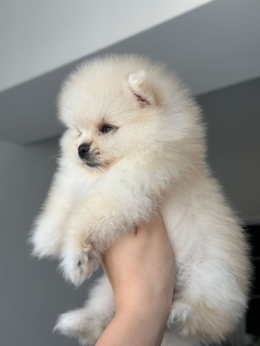 Pomeranian fetita
