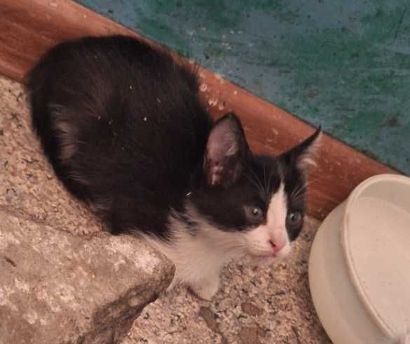 Котята 3 месяца мальчики и девочки