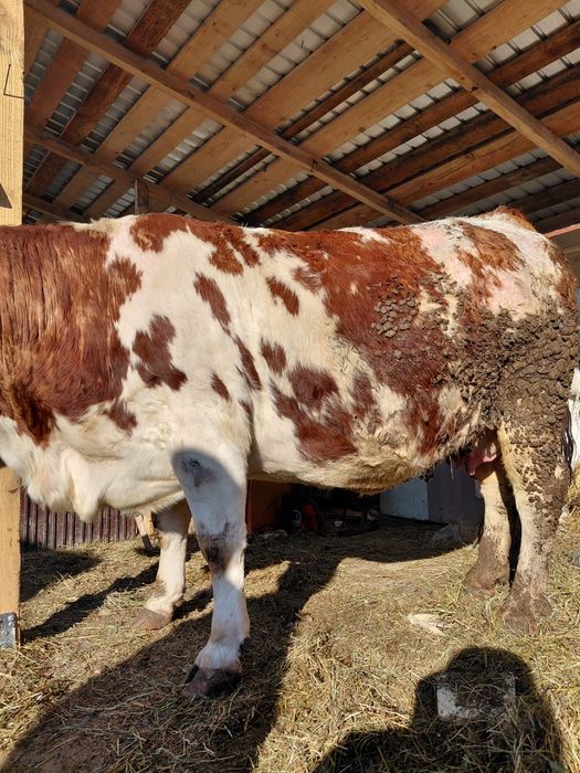 Vând vaca gestanta urgent