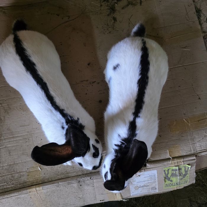 Vând iepuri fluture