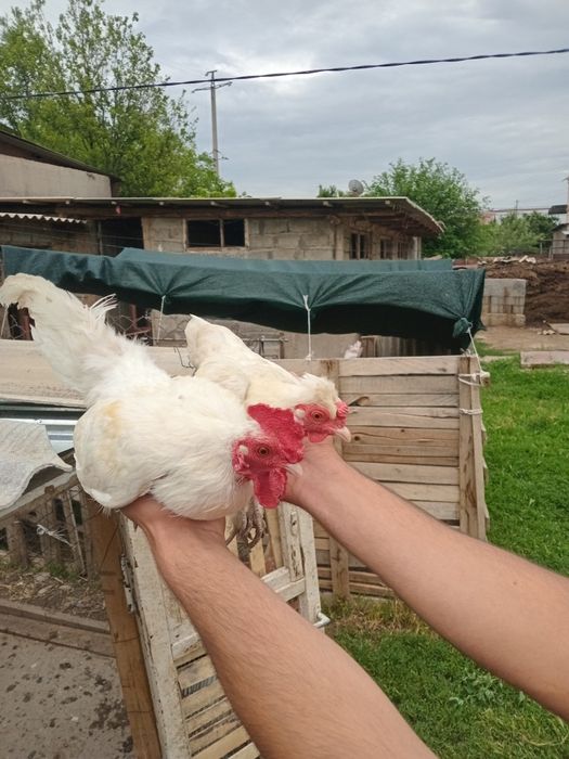 Пар япондар сатылады