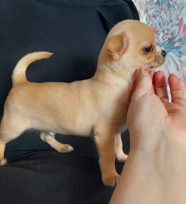 Продаю щенков чихуахуа