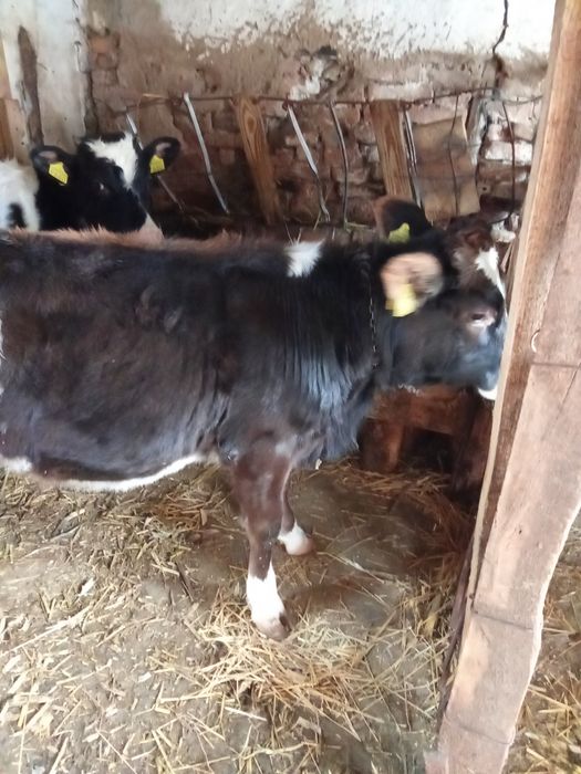 Taur și vițea de vânzare