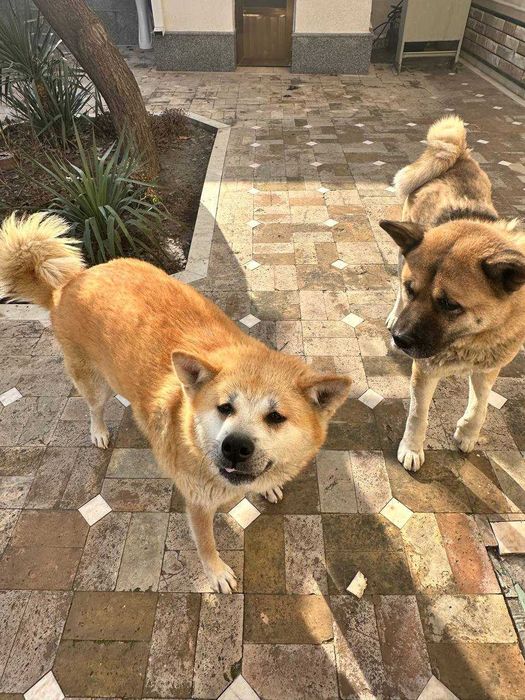 Собака Акита-ину