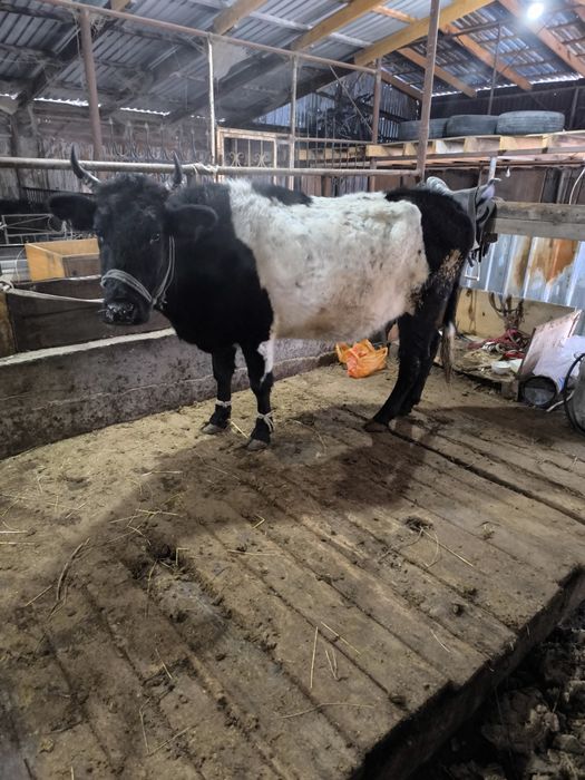 Семіз сиыр сатылады