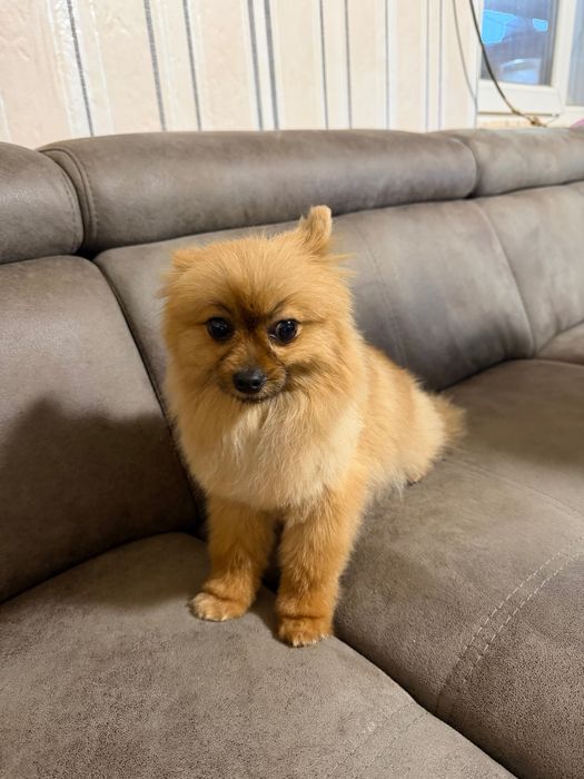 Мъжки померан  на 9 месеца