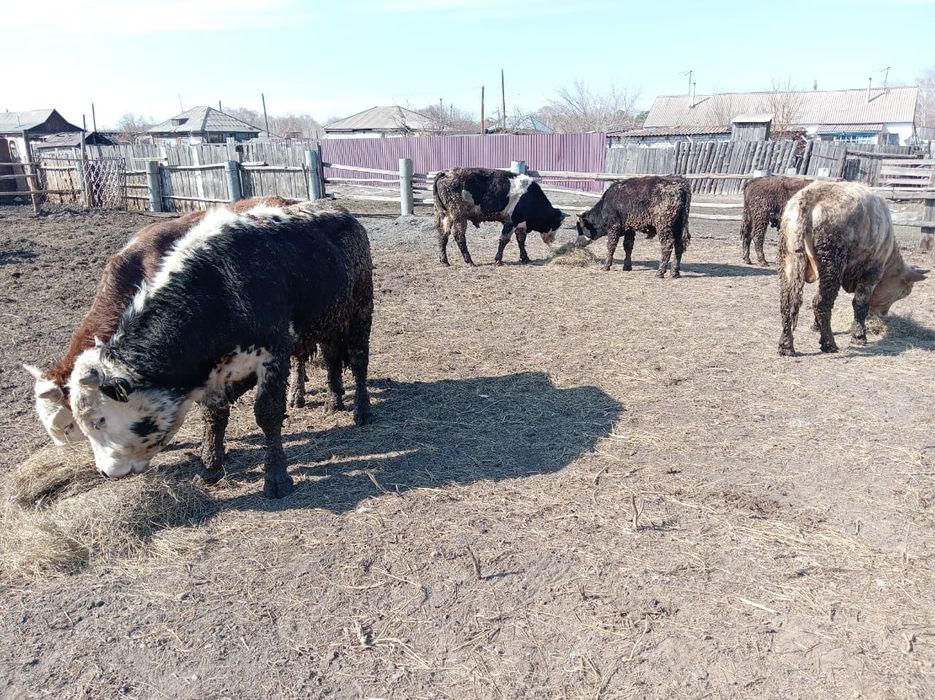 Продам бычки 600000