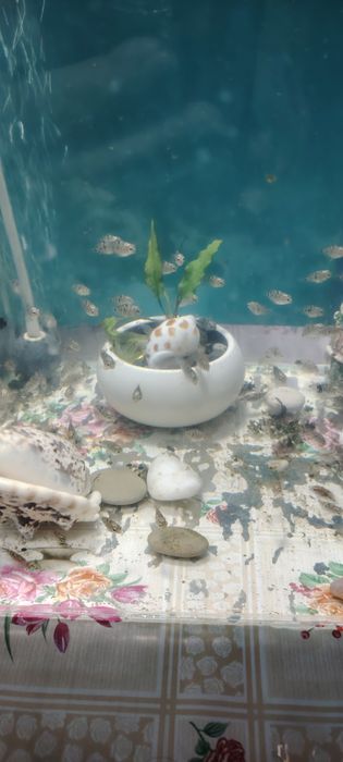 Продам аквариумных рыбок