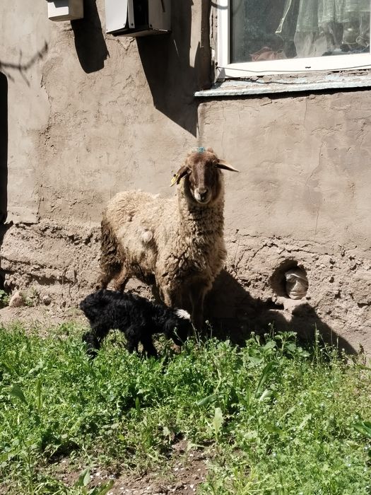 Козылы кой сатылады жас мал