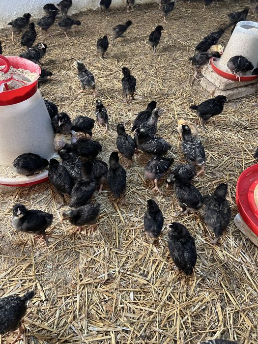 Pui alb de carne si rasa mixta