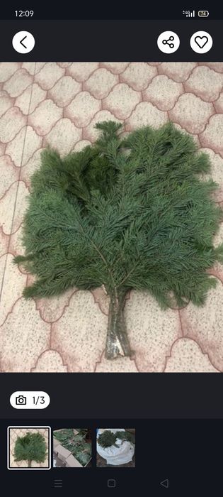 Берёзовые веники пихтовые вешневые липовые и дубовые