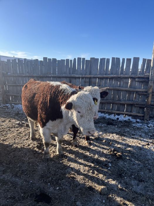 Акбас белоговык бычки