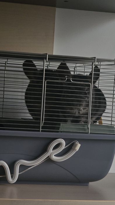 Două chinchilla super blânde
