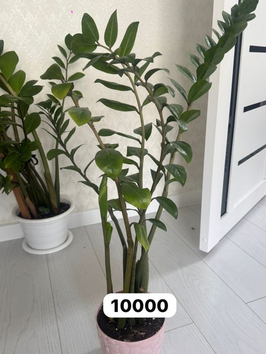 Цветы домашние цветы  драцена, замиикулькас