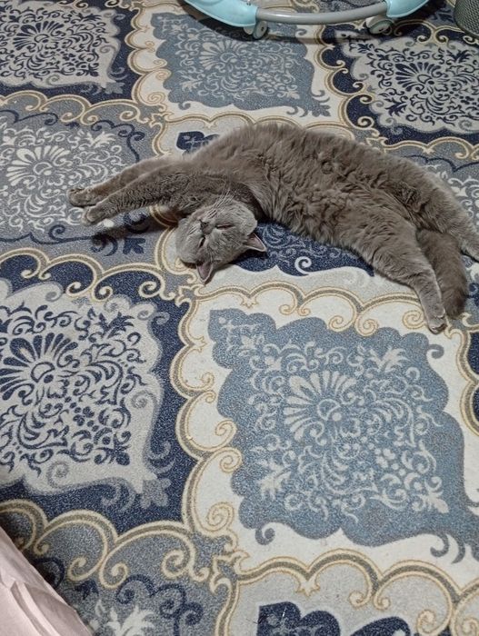 Britan mushugi  sotiladi