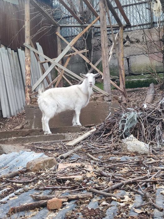 Орыс ешкіні сатамын