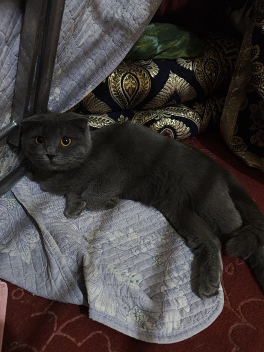 mushuk sotladi qizcha mushuk