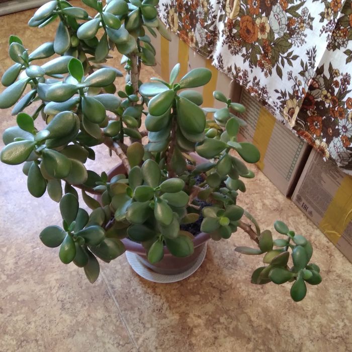 Продам комнатные цветы