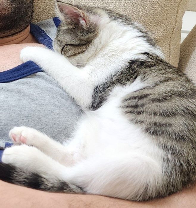 Котёнок хорошие руки