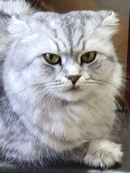 Кошка хайленд фолд