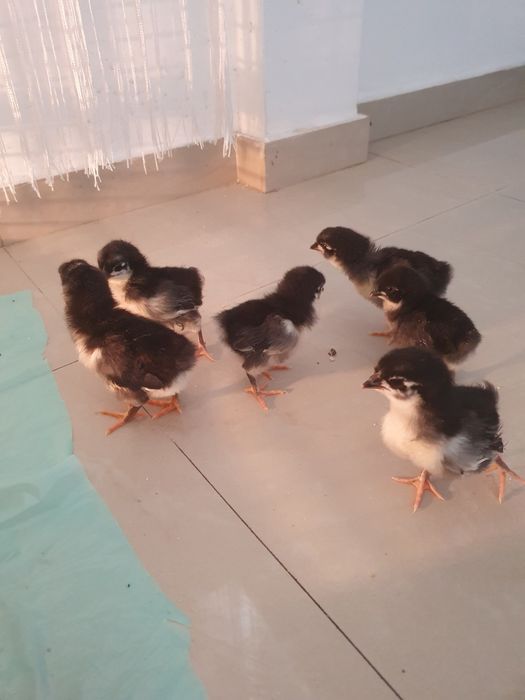 Pui australorp , motate olandeze