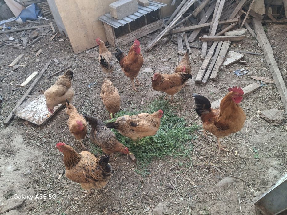 Кучин юбилейный сатылады