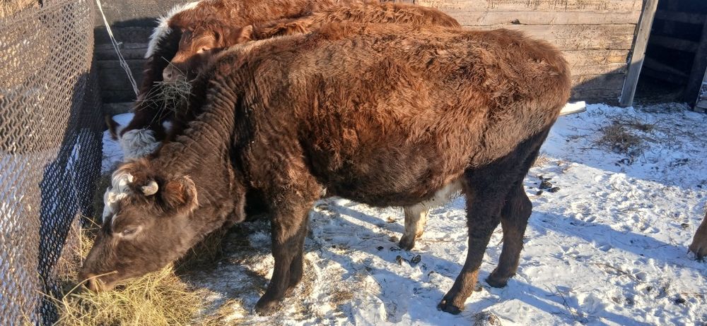 Продам первотелка с теленком