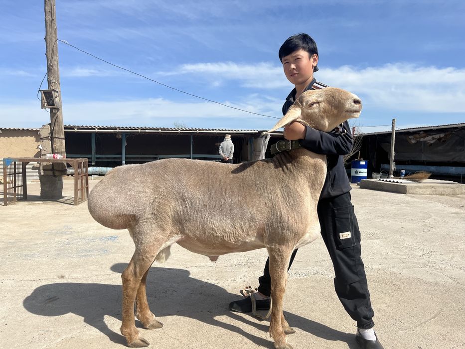 Арашан қошқар 2 мил