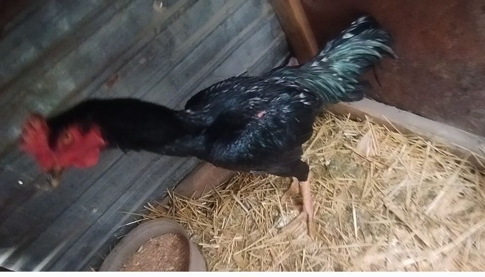 Чолпан дакан 2 года