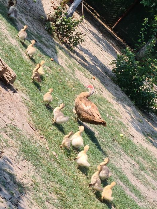 Vand boboci rata muta cu closca.