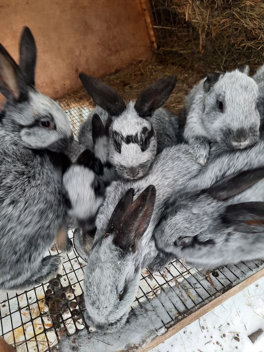 Продам кролят Полтавское серебро