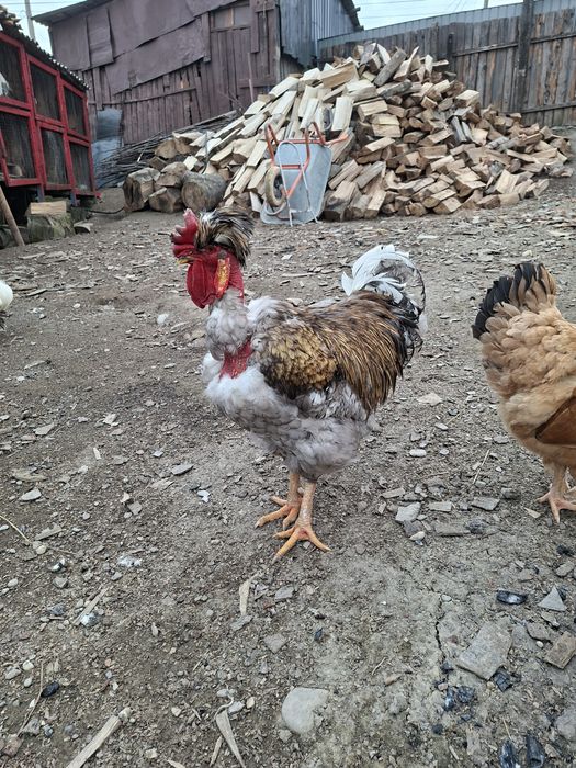 Cocoș golaș moțat