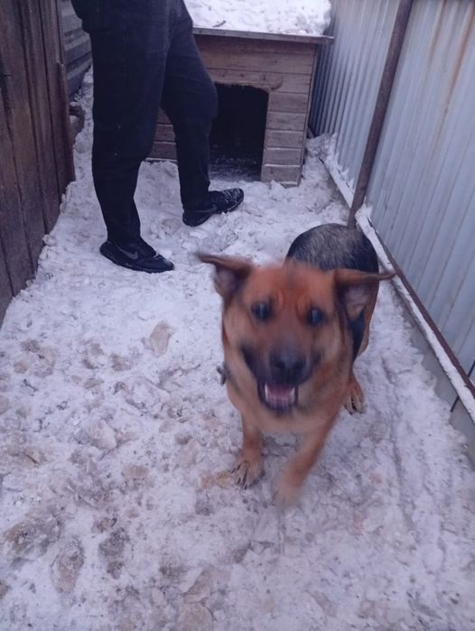 Отдам в хорошие руки