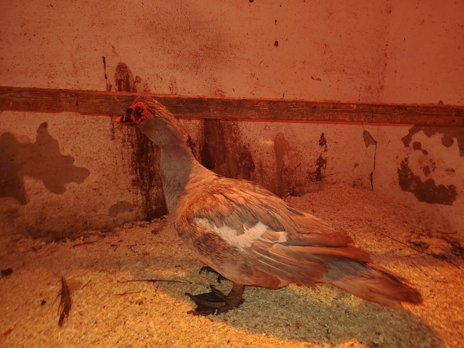 Лаванда еркек сатылады / продаётся самец лаванбы