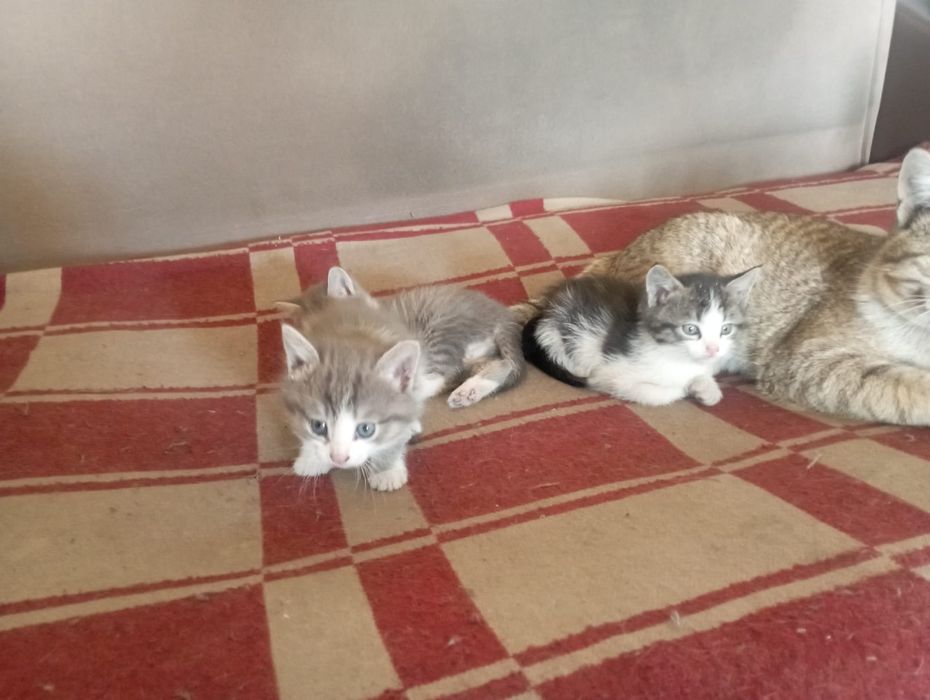 Отдам даром котят