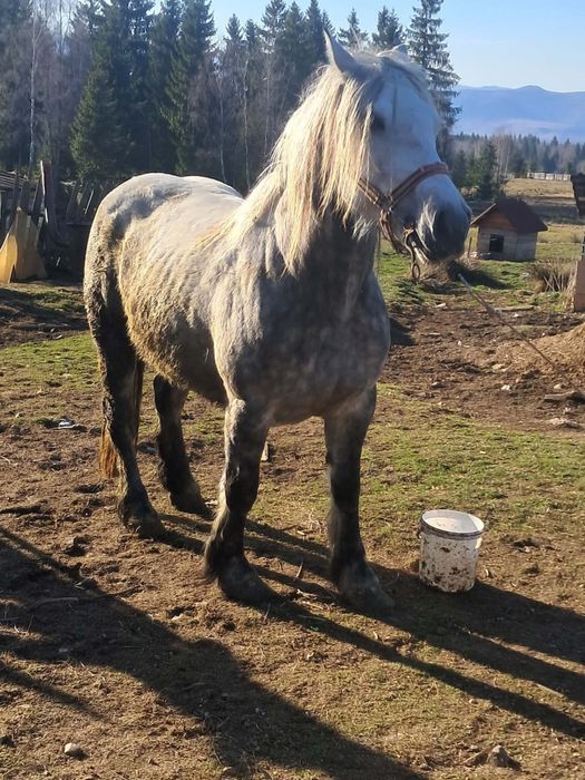 Iapa de5 ani de vanzare