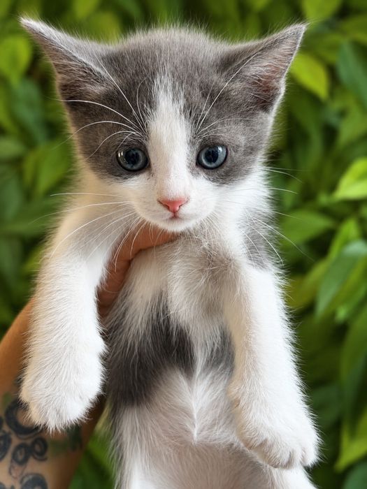 Отдам котят в хорошие руки