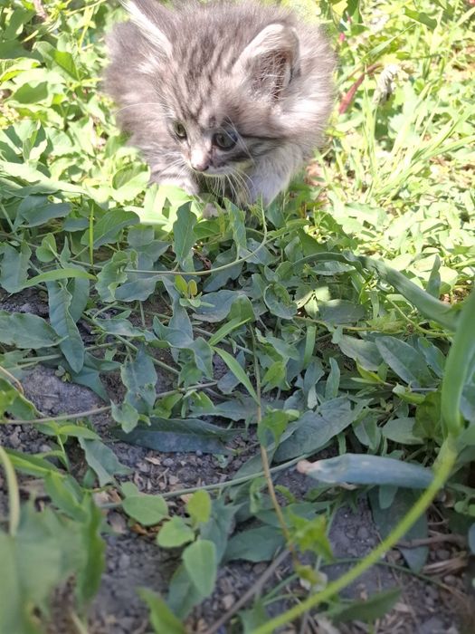 Отдам котят БЕСПЛАТНО
