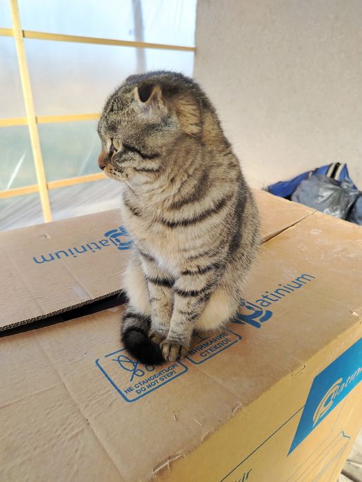 Метис британка и обычная.