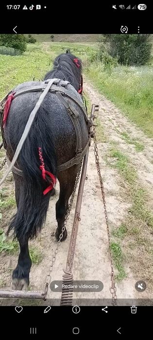 Mânză, 1 an de zile