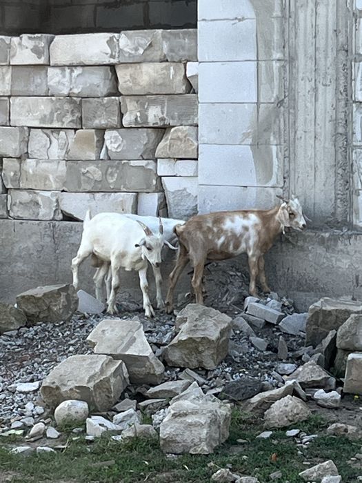 Продам козлят козлы нубийские