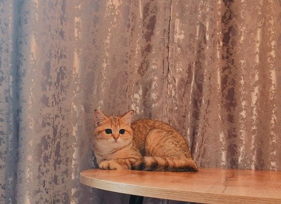 Золотая шиншилла девочка