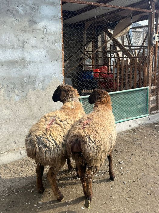 Тоқты қошқар сатылады