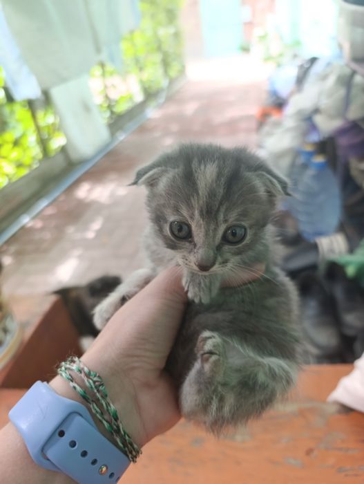 Котята бесплатно