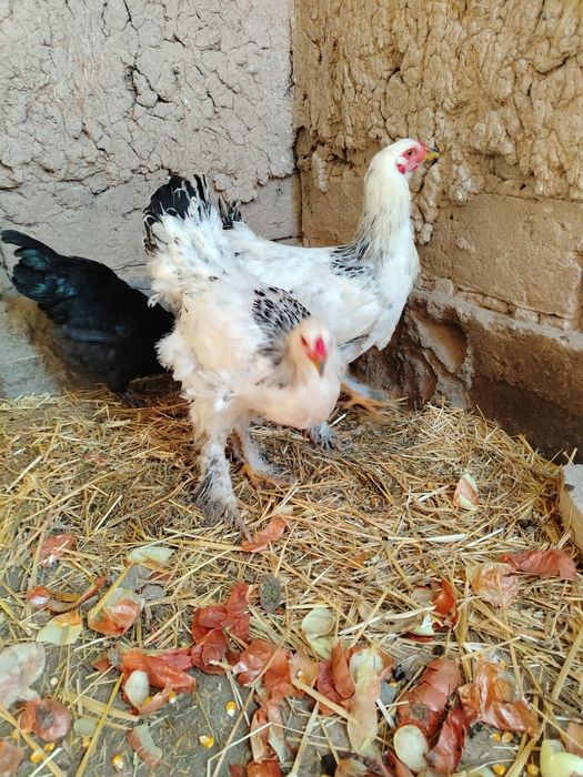 Bramma xo'rozla sotiladi