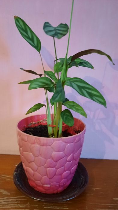 Продам Комнатные цветы от 1500